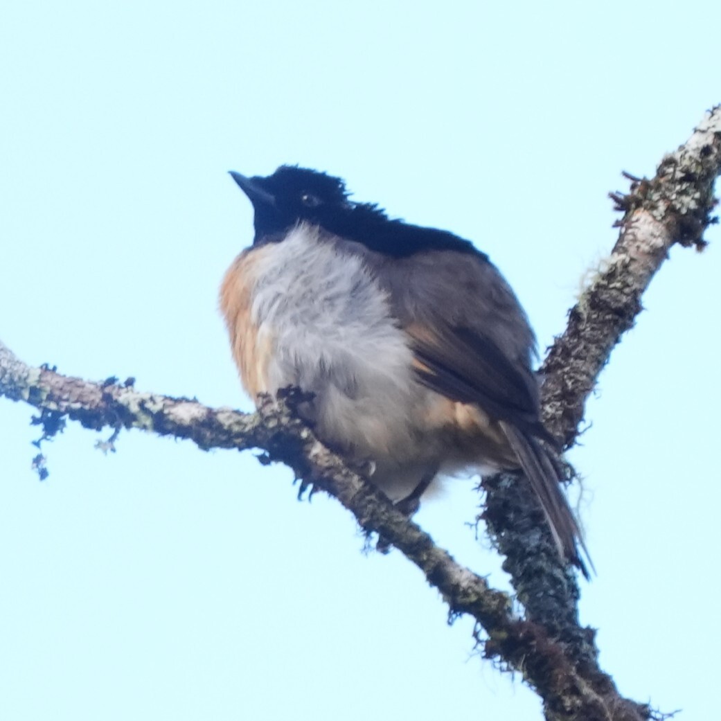 King of Saxony Bird-of-paradise (Pteridophora alberti), photo 4
