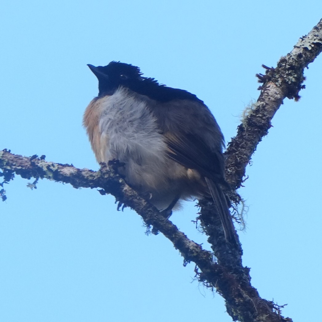 King of Saxony Bird-of-paradise (Pteridophora alberti), photo 3