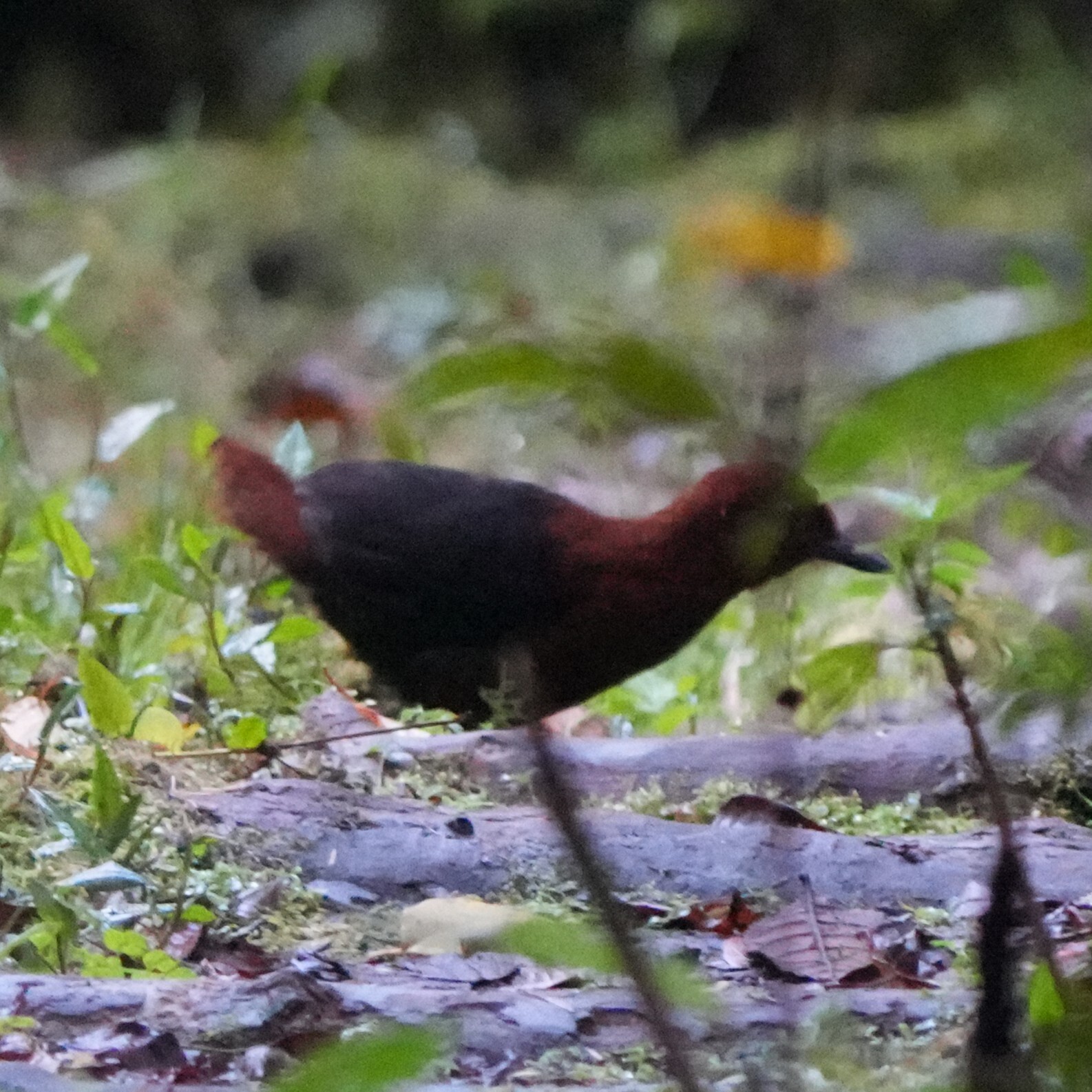 Forbes's Forest Rail illustration