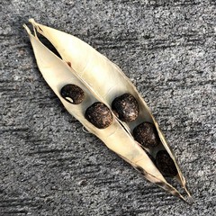 Phaseolus polystachios