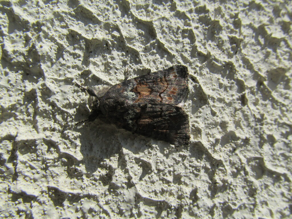 Bryophila vandalusiae