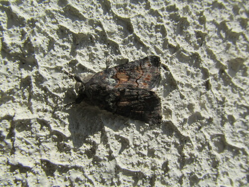Bryophile andalouse