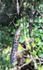 Phaseolus polystachios