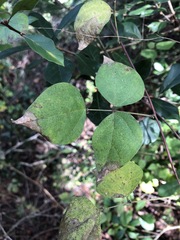 Phaseolus polystachios