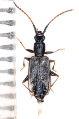 Telephanus
