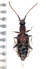 Telephanus