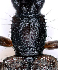 Telephanus