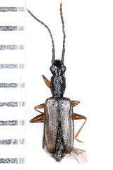 Telephanus