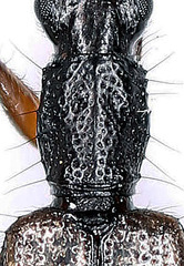 Telephanus