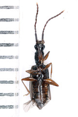 Telephanus