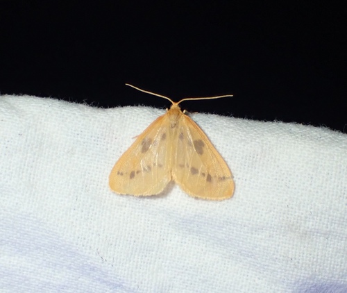 Little Beggar Moth photo 3