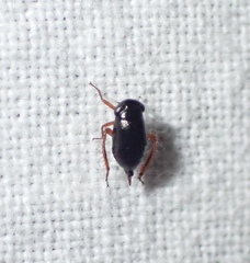 Driotura gammaroides