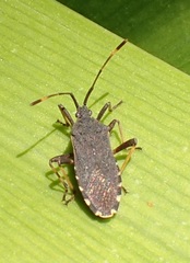 Gelonus tasmanicus