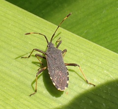 Gelonus tasmanicus