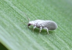 Coniopteryx