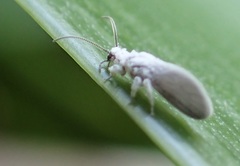 Coniopteryx