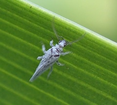 Coniopteryx