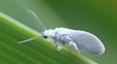 Coniopteryx