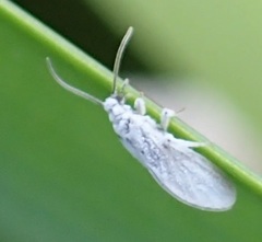 Coniopteryx