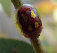 Paropsisterna nobilitata