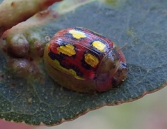 Paropsisterna nobilitata