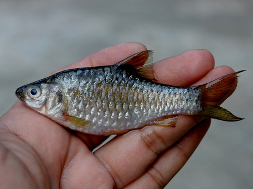 Swamp barb (Puntius brevis) — Cyprinidae — 2
