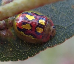 Paropsisterna nobilitata
