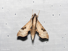 Enpinanga borneensis