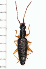 Telephanus