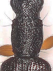 Telephanus