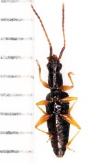 Telephanus