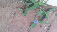 Commelina erecta
