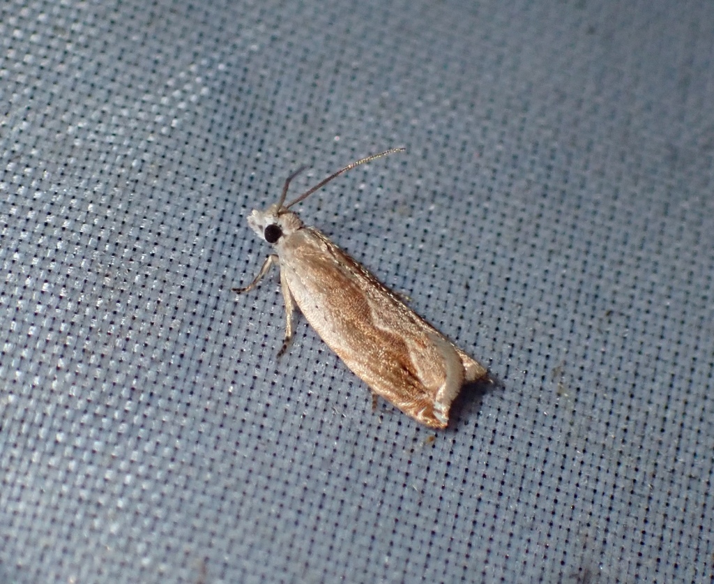 Ancylis diminuatana