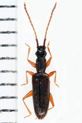 Telephanus