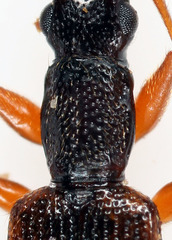 Telephanus