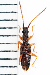 Telephanus