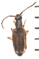 Telephanus