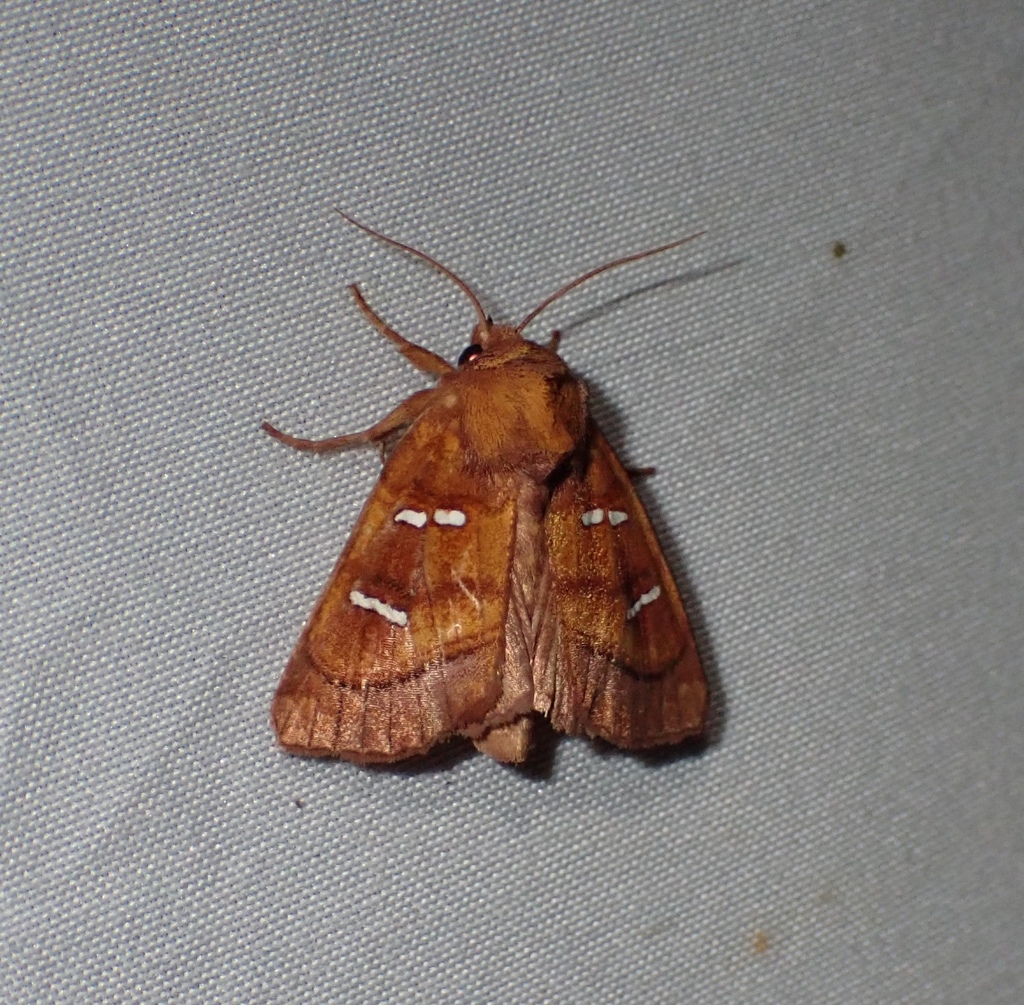 Chain Fern Borer Moth
