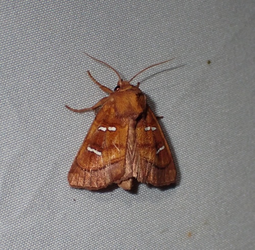 Chain Fern Borer Moth