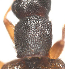 Telephanus