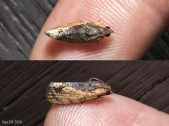 Cryptophlebia ombrodelta
