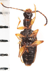 Telephanus
