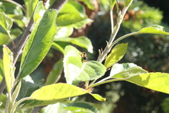 Hypodynerus vespiformis