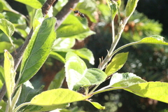 Hypodynerus vespiformis