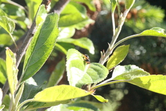 Hypodynerus vespiformis