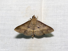 Hypospila bolinoides