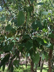 Eucalyptus rudis