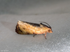 Cryptophlebia ombrodelta