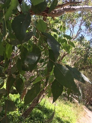 Eucalyptus rudis