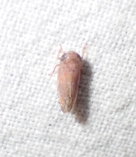 Menosoma stonei
